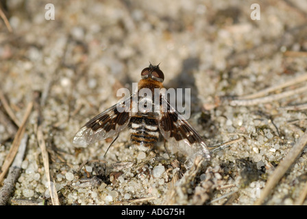Mottled Bee-Fly (Thyridanthrax fenestratus) Stock Photo