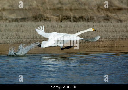A Whooper Swan, Cygnus cygnus, taking off a flooded field near the lake Vansjø in Østfold, Norway. Stock Photo