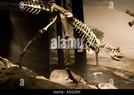 xenotarsosaurus skeleton