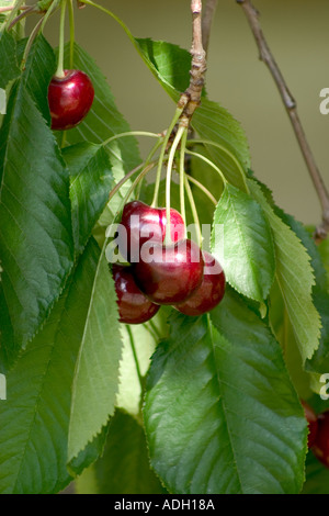 Bunch of Bing Cherries on a branch Stock Photo