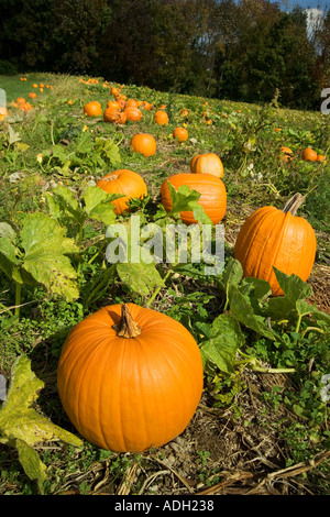 Pumpkins growing in a field Stock Photo