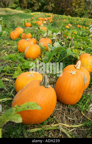 Pumpkins growing on field Stock Photo - Alamy