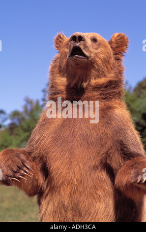 A Grizzly Bear with Latin Name of Ursus horribilis stands in a Defensive Position in British Columbia Canada Stock Photo