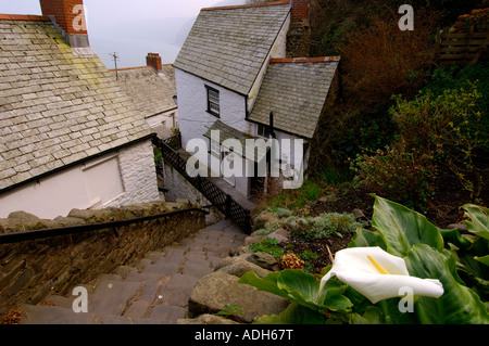 A street in Clovelly looking down the steep ancient stone steps with quirky old buildings and a white lily in the foreground Stock Photo