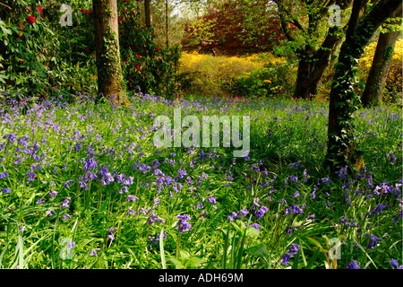 Carpet of bluebells in a thinly wooded copse Stock Photo
