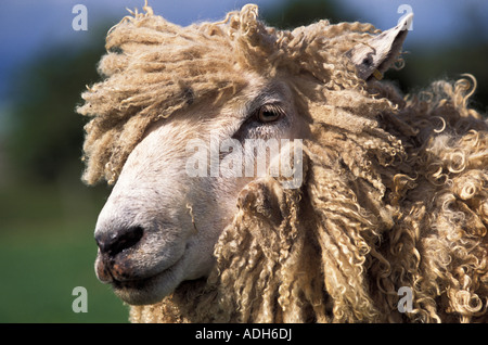 The 'Cotswold Lion' breed of sheep, Gloucestershire, UK Stock Photo