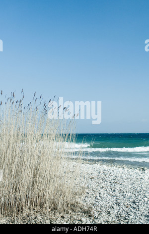 Tall grass growing on lake shore, waves in background Stock Photo