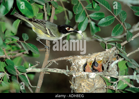 Black-capped Vireo Vireo atricapillus Kicakpoo Cavern State Park Texas ...