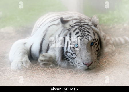 White Albino Tiger Stock Photo