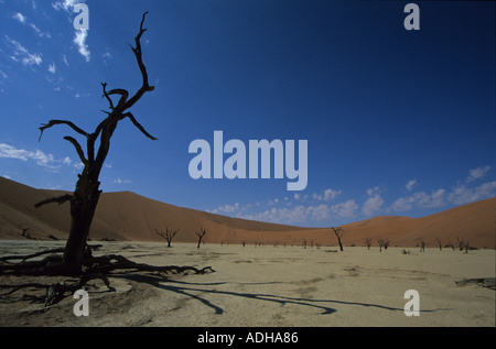 Camel thorn trees in morning sun in Dead Vlei Namibian Desert Stock Photo