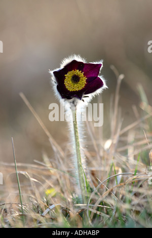 Mountain pasque flower backlit on Sneznik plateau in Northern Dinaric Mountains, Slovenia Stock Photo