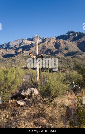 Dried skeleton of Saguaro cactus at Catalina State Park near Tucson, Arizona, USA Stock Photo