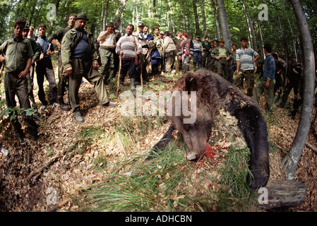 Dead european brown bear with hunters, Domnesti, Carpathian Mountains, Romania Stock Photo