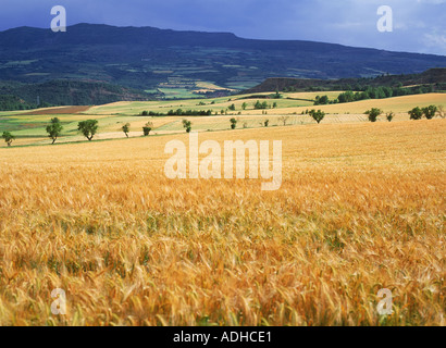 Wheat fields in Catalunya and Aragon provinces near Pyrenees in Spain Stock Photo