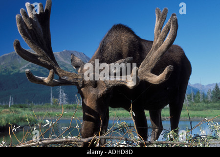 Bull Moose Alces alces feeding on willow Portage Alaska captive