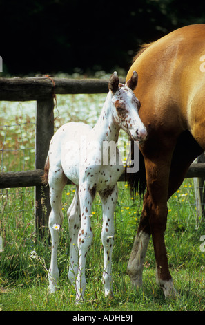 freckles an Appaloosa cross foal at 3 days old Stock Photo