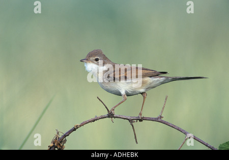 Common Whitethroat Sylvia communis adult Scrivia River Italy May 1997 Stock Photo