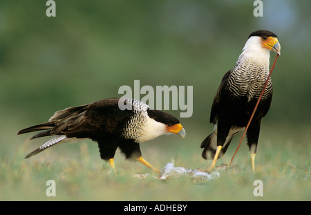 Crested Caracara Caracara plancus pair eating on Eastern Cottontail