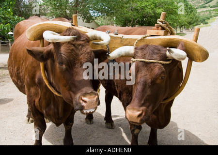 Pair of oxen yoked together Stock Photo