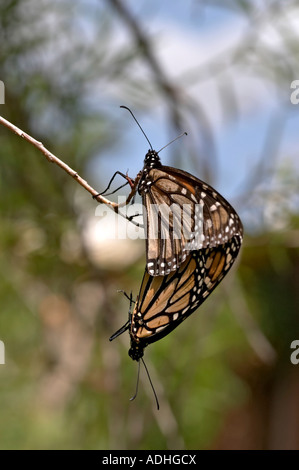 Monarch Butterfly Danaus plexippus Commonly named Wanderer Butterfly in Australia Stock Photo