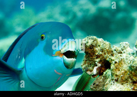 Parrotfish scrape algae with specialized beaks — each fish can produce 200kg of sand per year