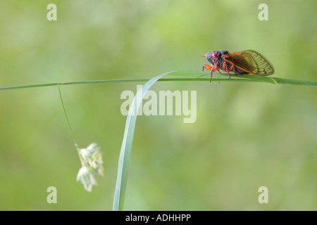 17 year periodical cicada magicicada septendecim northern illinois Stock Photo