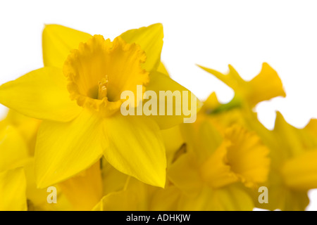Yellow daffodils against white background Stock Photo