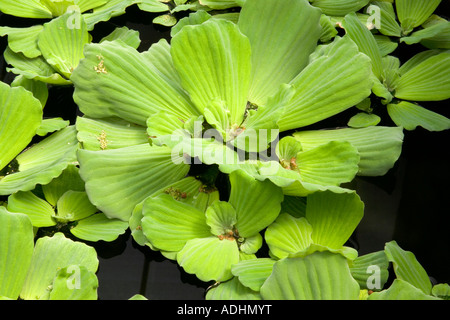 Water Lettuce growing, Florida Stock Photo