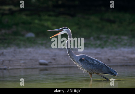 Great Blue Heron Ardea herodias adult in pond yawning Starr County Rio Grande Valley Texas USA May 2002 Stock Photo