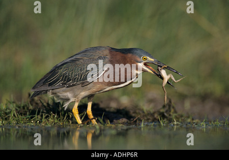 Green Heron Butorides virescens adult eating Leopard Frog Lake Corpus Christi Texas USA May 2003 Stock Photo