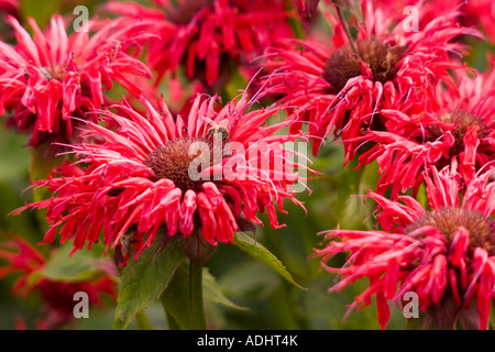 Monarda Cambridge Scarlet and a bee Stock Photo