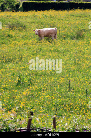 Cow in a field of Buttercups Stock Photo