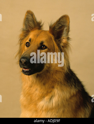 German Shepherd Dog Portrait Stock Photo