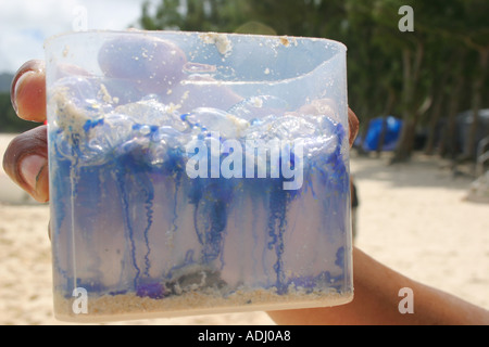 Many portuguese man of war jellyfish in container Stock Photo