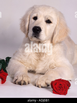 Golden Retriever puppy in flowers Stock Photo - Alamy