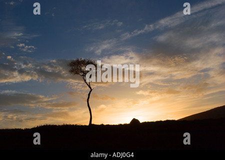 Morrone Birkwood  scottish heather moors and Silver Birch trees Mar Lodge Estate, Braemar Aberdeenshire Scotland, UK Cairngorms National Park. Stock Photo