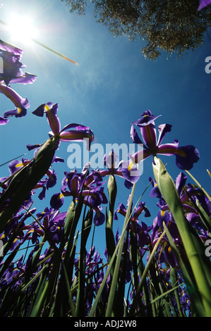 Iris prismatica in display garden  a perennial herbs, growing from creeping rhizomes Stock Photo