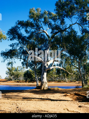 Gum Tree Australia Stock Photo