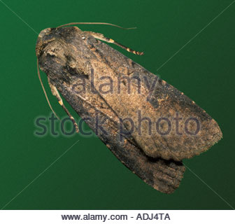download army worm moths download army worm moths