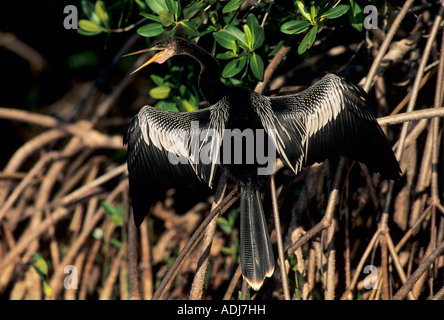 Anhinga Anhinga anhinga male calling and drying wings on mangrove tree Ding Darling Wildlife Refuge Sanibel Island Florida Stock Photo