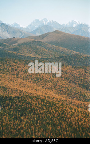 Siberian larch forest and mountainous ridge to the background the Polar ...