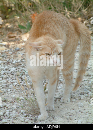 Domestic cat, Felis silvestris catus, hissing and arching its back to make itself appear larger Stock Photo
