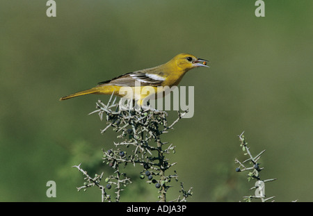 Baltimore Oriole Icterus galbula female eating berry from Lotebush Starr County Rio Grande Valley Texas USA May 2002 Stock Photo