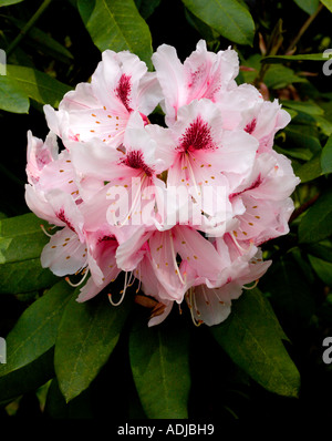 Rhododendron 'Mrs. G.W. Leak' Stock Photo - Alamy