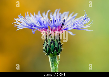 Centaurea montana. Perennial cornflower, Mountain bluet, Knapweed, Mountain knapweed Stock Photo