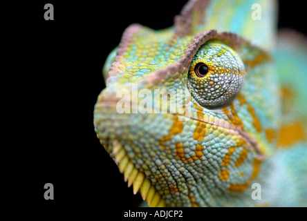 Chameleon head close up. Marwell Zoo, Hampshire, England Stock Photo