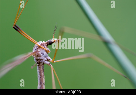 Tipula paludosa. Crane fly / Daddy longlegs close up Stock Photo