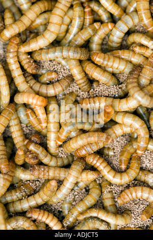 Mealworms in a container used for feeding the wild garden birds. UK Stock Photo