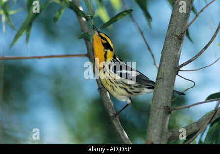 Blackburnian Warbler Dendroica fusca male Port Aransas Texas USA May 2003 Stock Photo