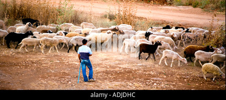 Young Turkish Shepherd with flock - Evening - Turkey Stock Photo